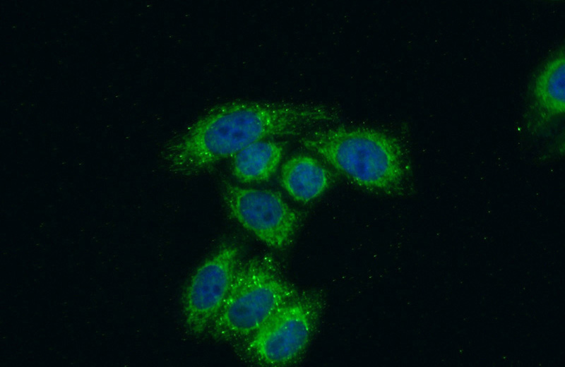 Immunofluorescent analysis of (10% Formaldehyde) fixed HepG2 cells using Catalog No:112844(MRPS17 Antibody) at dilution of 1:50 and Alexa Fluor 488-congugated AffiniPure Goat Anti-Rabbit IgG(H+L)