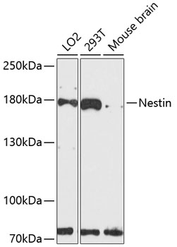 Western blot - Nestin Polyclonal Antibody 