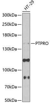 Western blot - PTPRO Polyclonal Antibody 