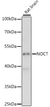 Western blot - NOCT Polyclonal Antibody 