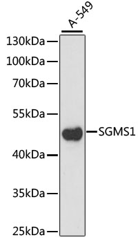 Western blot - SGMS1 Polyclonal Antibody 