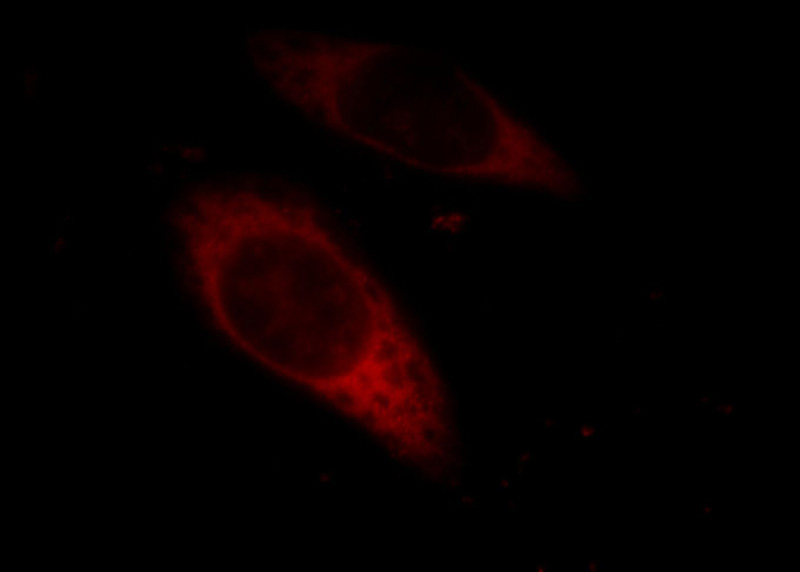 Immunofluorescent analysis of Hela cells, using EIF3I antibody Catalog No:110197 at 1:25 dilution and Rhodamine-labeled goat anti-rabbit IgG (red).