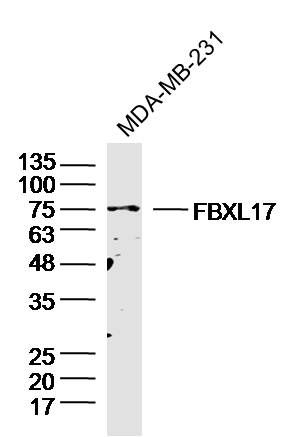Fig1: Sample: MDA-MB-231 cell (Human) Lysate at 30 ug; Primary: Anti-FBXL17 at 1/300 dilution; Secondary: IRDye800CW Goat Anti-Rabbit IgG at 1/20000 dilution; Predicted band size: 76kD; Observed band size: 76kD