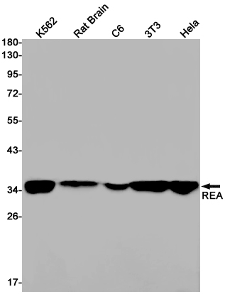 Western blot detection of REA in K562,Rat Brain,C6,3T3,Hela cell lysates using REA Rabbit pAb(1:1000 diluted).Predicted band size:33kDa.Observed band size:33kDa.
