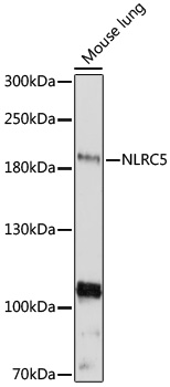 Western blot - NLRC5 Polyclonal Antibody 