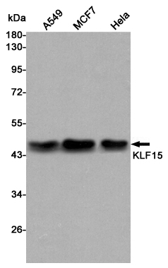 Western blot detection of KLF15 in A549,MCF7 and Hela cell lysates using KLF15 mouse mAb (1:3000 diluted).Predicted band size:44KDa.Observed band size:44KDa.