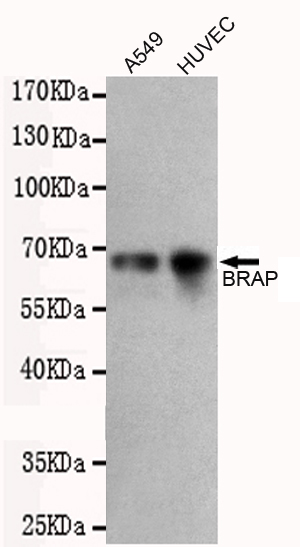 Western blot detection of BRAP in A549 and HUVEC cell lysates using BRAP mouse mAb (1:500 diluted).Predicted band size:67KDa.Observed band size:67KDa.