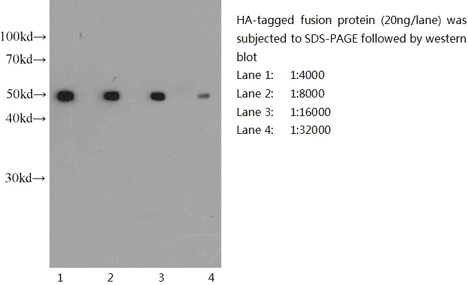 Western blot of HA-tagged fusion protein with anti-HA-tag (Catalog No:117324) at various dilutions.