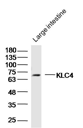 Fig1: Sample: Large intestine (Mouse) Lysate at 40 ug; Primary: Anti-KLC4 at 1/300 dilution; Secondary: IRDye800CW Goat Anti-Rabbit IgG at 1/20000 dilution; Predicted band size: 68 kD; Observed band size: 68 kD