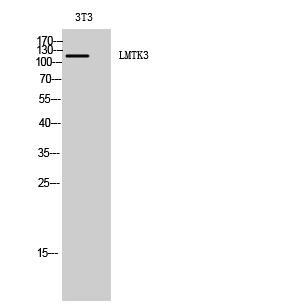Fig1:; Western Blot analysis of 3T3 cells using LMTK3 Polyclonal Antibody diluted at 1: 2000