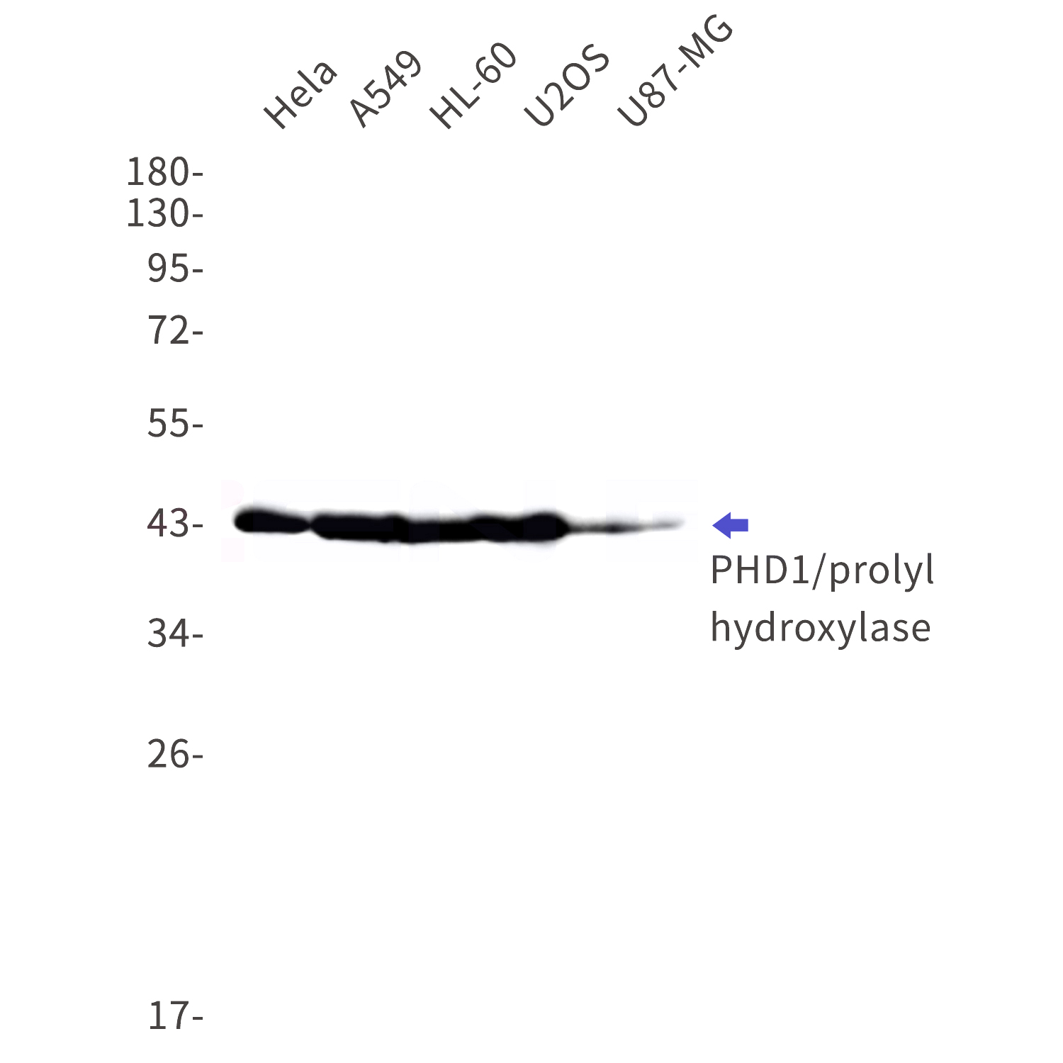 Western blot detection of PHD1/prolyl hydroxylase in Hela,A549,HL-60,U2OS,U87-MG cell lysates using PHD1/prolyl hydroxylase Rabbit mAb(1:1000 diluted).Observed band size:44kDa.