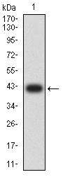 Fig1: Western blot analysis of LRP3 against human LRP3 (AA: extra 43-184) recombinant protein. Proteins were transferred to a PVDF membrane and blocked with 5% BSA in PBS for 1 hour at room temperature. The primary antibody ( 1/500) was used in 5% BSA at room temperature for 2 hours. Goat Anti-Mouse IgG - HRP Secondary Antibody at 1:5,000 dilution was used for 1 hour at room temperature.