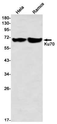 Western blot detection of Ku70 in Hela, Ramos using Ku70 Rabbit mAb(1:1000 diluted)