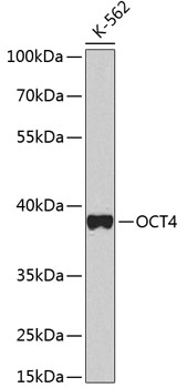 Western blot - OCT4 Polyclonal Antibody 
