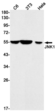 Western blot detection of JNK1 in C6,3T3,Hela cell lysates using JNK1 Rabbit mAb(1:1000 diluted).Predicted band size:48kDa.Observed band size: 46,54kDa.