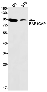 Western blot detection of RAP1GAP in C6,3T3 cell lysates using RAP1GAP Rabbit mAb(1:1000 diluted).Predicted band size:73kDa.Observed band size:95kDa.