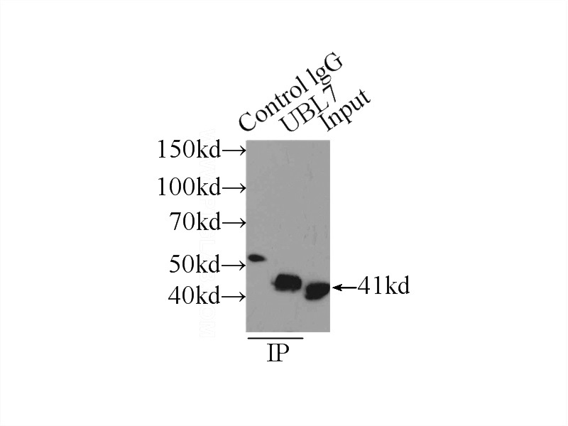 IP Result of anti-UBL7 (IP:Catalog No:117205, 4ug; Detection:Catalog No:117205 1:1000) with HeLa cells lysate 2000ug.