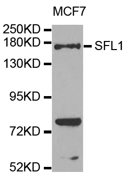 Western blot - SFI1 Polyclonal Antibody 