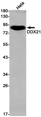 Western blot detection of DDX21 in Hela cell lysates using DDX21 Rabbit pAb(1:1000 diluted).Predicted band size:87kDa.Observed band size:87kDa.