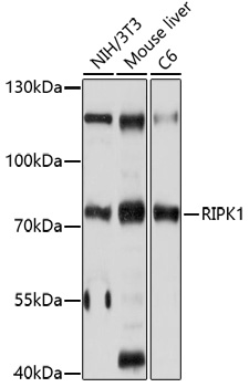 Western blot - RIPK1 Polyclonal Antibody 