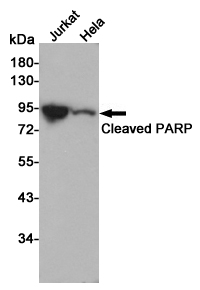 Western blot analysis of Cleaved PARP expression in Jurkat and Hela cell lysates using Cleaved PARP antibody at 1/1000 dilution.Predicted band size:85KDa.Observed band size:89KDa.