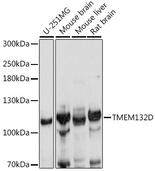 Western blot - TMEM132D Polyclonal Antibody 
