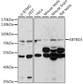 Western blot - KBTBD3 Polyclonal Antibody 