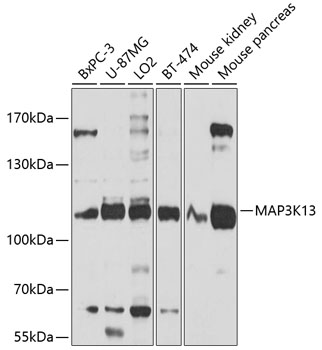 Western blot - MAP3K13 Polyclonal Antibody 
