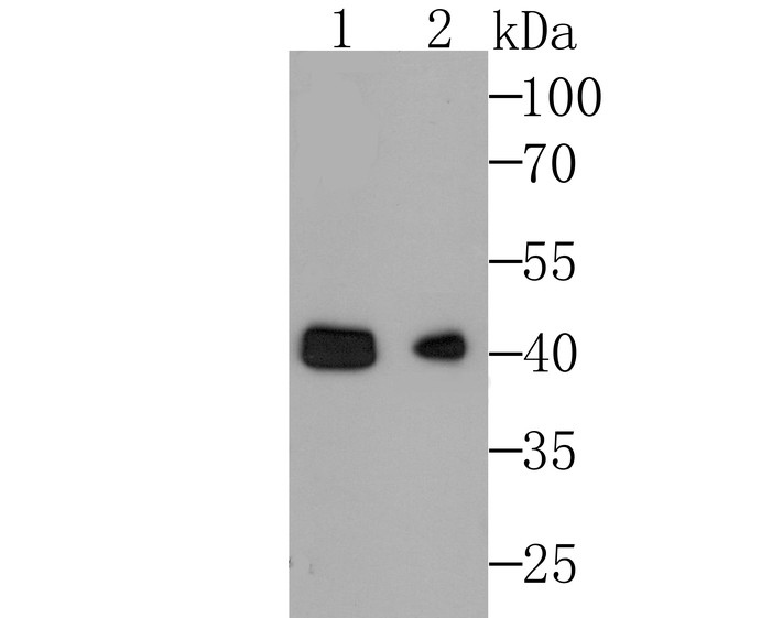 Fig1: Western blot analysis of MYS2 on MCF-7 cell (1) and mouse testis tissue lysate using anti-MSY2 antibody at 1/1,000 dilution.