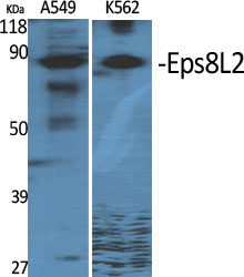 Fig1:; Western Blot analysis of various cells using Eps8L2 Polyclonal Antibody