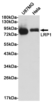Western blot analysis of extracts from U87MG and Hela cells using LRP1 Rabbit pAb at 1:1000 dilution Predicted band size: 85kDa. Observed band size: 85kDa.