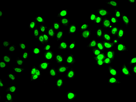 Immunofluorescence - REST Polyclonal Antibody 