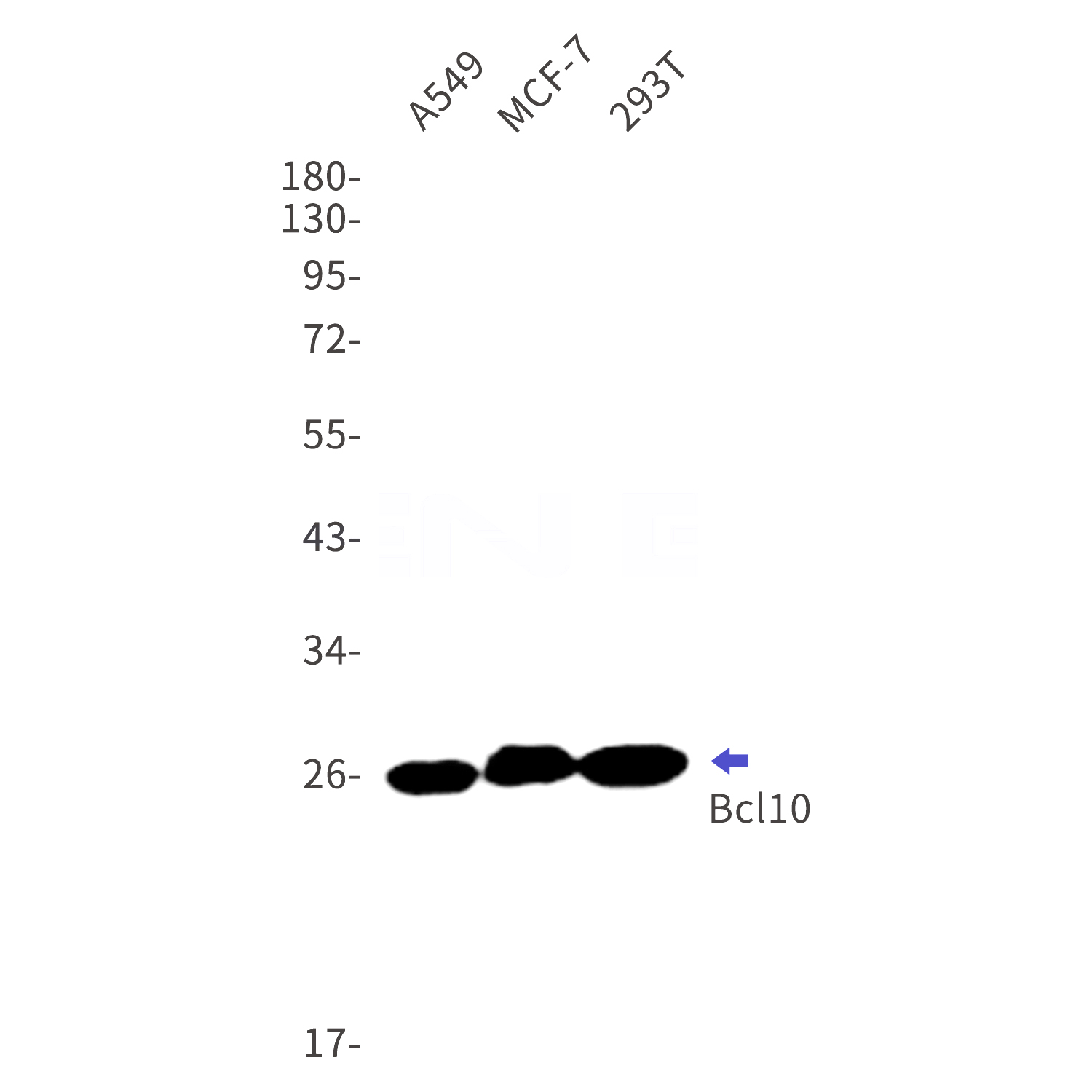 Western blot detection of Bcl10 in A549,MCF-7,293T cell lysates using Bcl10 Rabbit mAb(1:1000 diluted).Predicted band size:26kDa.Observed band size:26kDa.