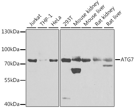 Western blot - ATG7 Polyclonal Antibody.Western blot analysis of extracts of various cell lines, using ATG7 antibody at 1:1000 dilution.Secondary antibody: HRP Goat Anti-Rabbit IgG (H+L) at 1:10000 dilution.Lysates/proteins: 25ug per lane.Blocking buffer: 3% nonfat dry milk in TBST.Exposure time: 60s.
