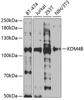 Western blot - KDM4B Polyclonal Antibody 