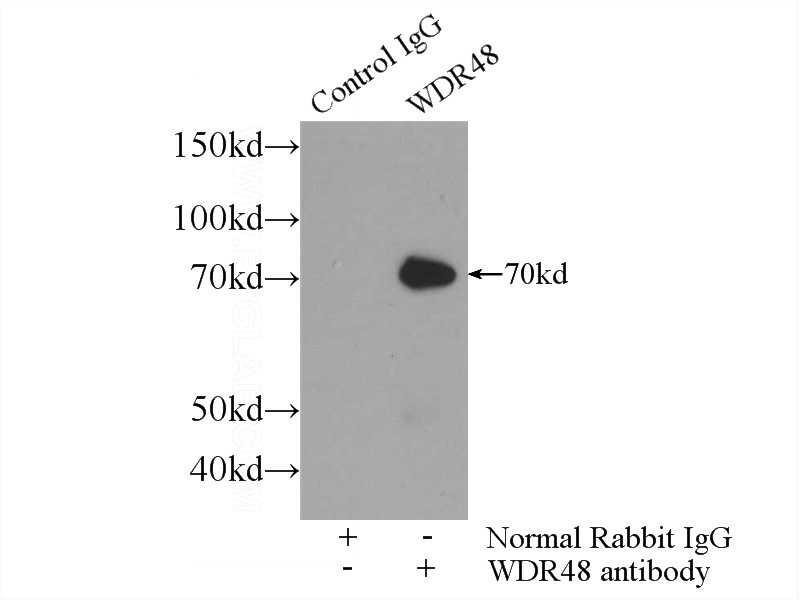 IP Result of anti-WDR48 (IP:Catalog No:116870, 3ug; Detection:Catalog No:116870 1:500) with HEK-293 cells lysate 3000ug.