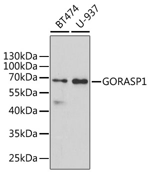 Western blot - GORASP1 Polyclonal Antibody 