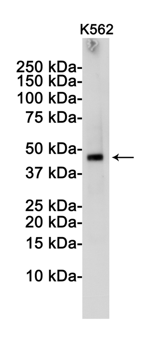 Western blot detection of TSG101 in K562 cell lysates using TSG101 Rabbit pAb(1:1000 diluted).Predicted band size:44KDa.Observed band size:44KDa.