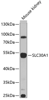 Western blot - SLC30A1 Polyclonal Antibody 