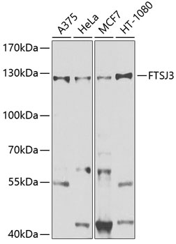 Western blot - FTSJ3 Polyclonal Antibody 
