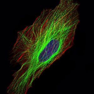 Fig3: ICC staining TUBA8 (green) and actin filaments (red) in Hela cells. The nuclear counter stain is DAPI (blue). Cells were fixed in paraformaldehyde, permeabilised with 0.25% Triton X100/PBS.