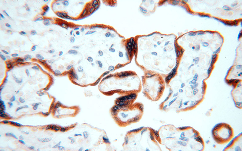 Immunohistochemical of paraffin-embedded human placenta using Catalog No:115738(STS antibody) at dilution of 1:100 (under 40x lens)