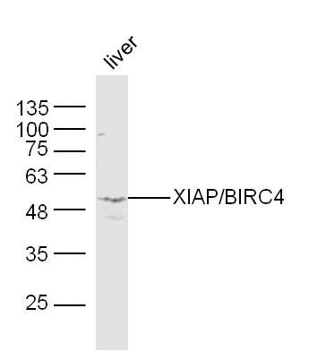 Fig2: Sample:Liver(Mouse) Lysate at 40 ug; Primary: Anti-XIAP/BIRC4 at 1/300 dilution; Secondary: IRDye800CW Goat Anti-Rabbit IgG at 1/20000 dilution; Predicted band size: 55 kD; Observed band size: 53 kD