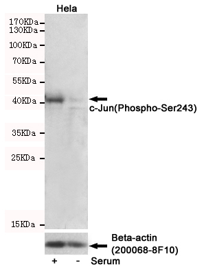 Western blot detection of c-Jun(Phospho-Ser243) in Hela cells untreated or serum-treated, using c-Jun(Phospho-Ser243) Rabbit pAb (dilution 1:500, upper) or u03b2-Actin Mouse mAb (200068-8F10, lower).Predicted band size:43kDa.Observed band size:43kDa.