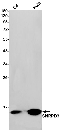 Western blot detection of SNRPD3 in C6, Hela cell lysates using SNRPD3 Rabbit pAb(1:1000 diluted).Predicted band size:14kDa.Observed band size:14kDa.