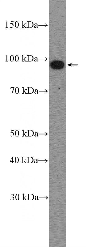 K-562 cells were subjected to SDS PAGE followed by western blot with Catalog No:112624(MIOS Antibody) at dilution of 1:600