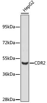 Western blot - CDR2 Polyclonal Antibody 