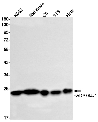 Western blot detection of PARK7/DJ1 in K562,Rat Brain,C6,3T3,Hela cell lysates using PARK7/DJ1 Rabbit mAb(1:1000 diluted).Predicted band size:20kDa.Observed band size:22kDa.