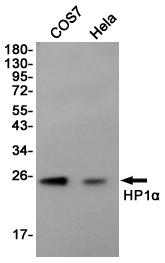 Western blot detection of HP1α in COS7,Hela cell lysates using HP1α (1E8) Mouse mAb(1:1000 diluted).Predicted band size:22KDa.Observed band size:22KDa.