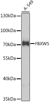 Western blot - FBXW5 Polyclonal Antibody 